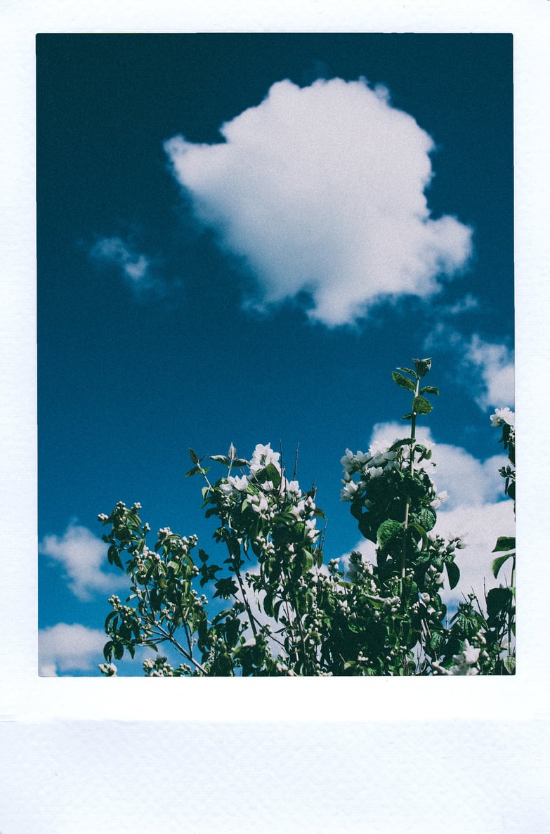 Green Leafed Plant Under White Clouds